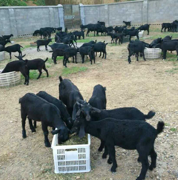 黑山羊养殖图6